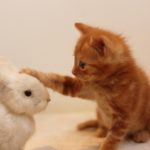 ぬいぐるみの洗い方|簡単!自宅で自分で水洗いできるホームクリーニング
